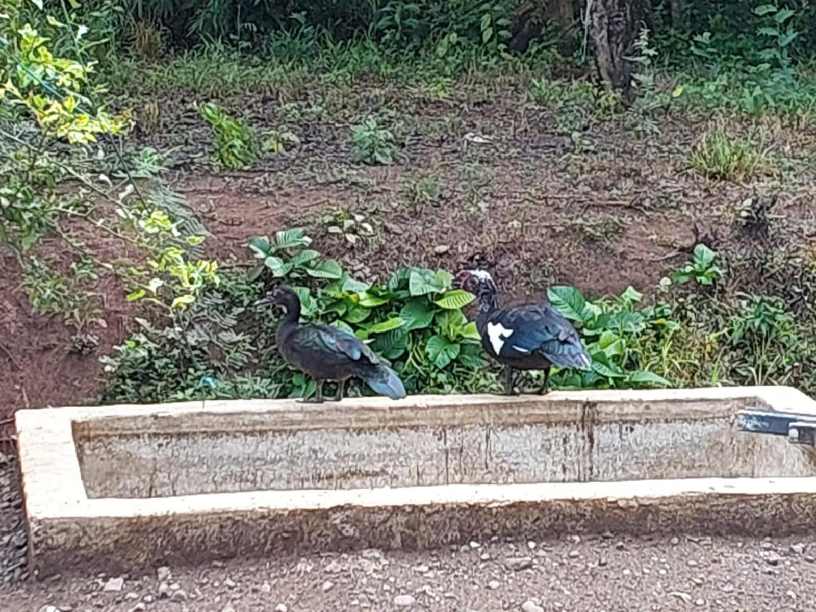 Residencia Las Brisas Griegas Quepos Esterno foto